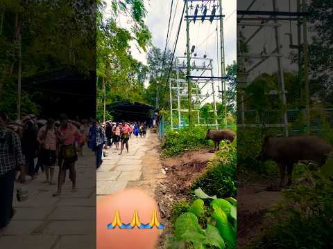😱Sabarimala🙏Wild Boar‼️ Sabarimala Temple 🔥 #sabarimala #shortfeed