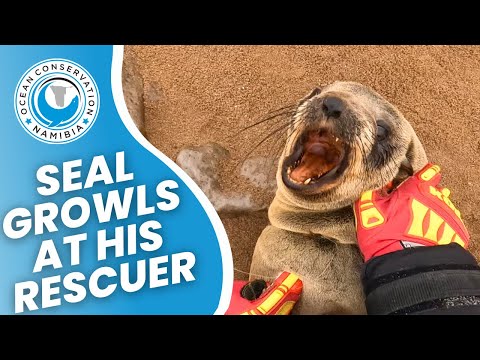 Seal Growls At Rescuer