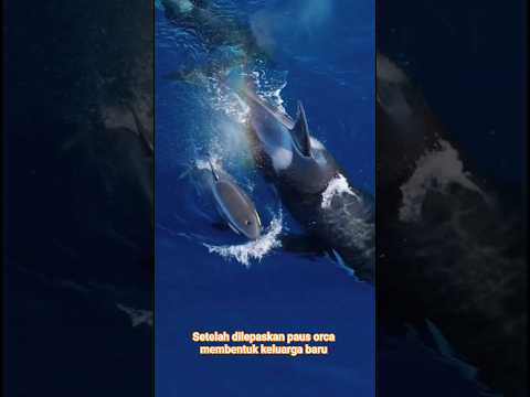 paus orca membentuk keluarga baru‼️🥹🥹😍 #shorts #animal #trending