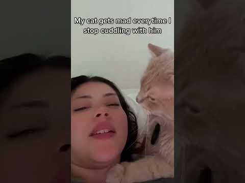 Cats love#cat #funnyanimal #love #catvideos #shorts #short