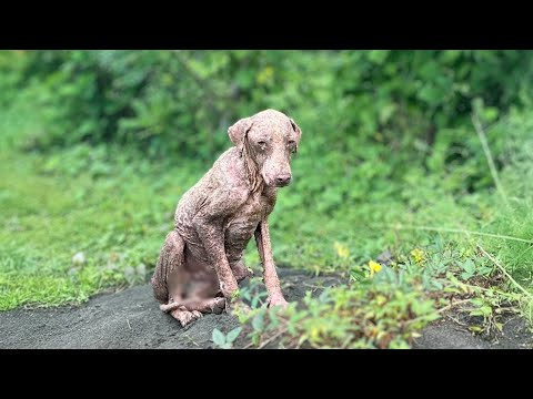 The owner refused to accept his dog, so the dog kept looking for him in despair