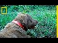 Tracking Jaguars and Carnivores