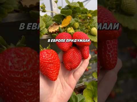 Перешли любителю клубники 🍓