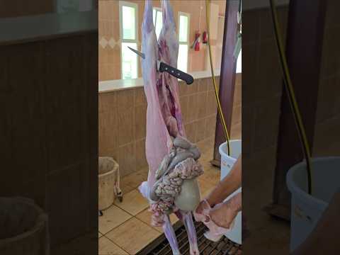 Big Goat's Pakostoli Cleaning and mutton cutting skills#shortvideo