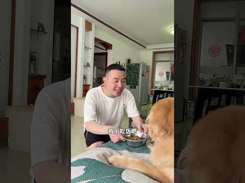 不愛請別傷害 #主人 #pets #funny #搞笑 #黃狗 #萌宠 #animals #萌寵