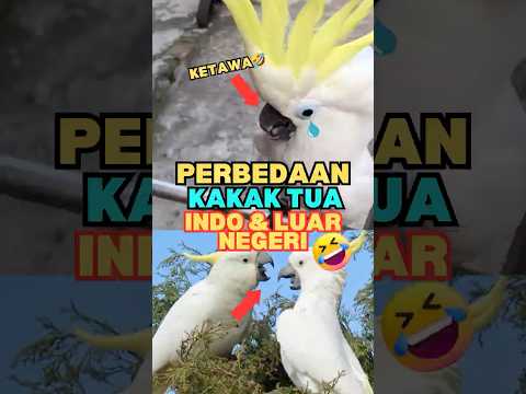 Inilah Perbedaan Burung Kakak Tua Indonesia & Luar Negeri #shorts