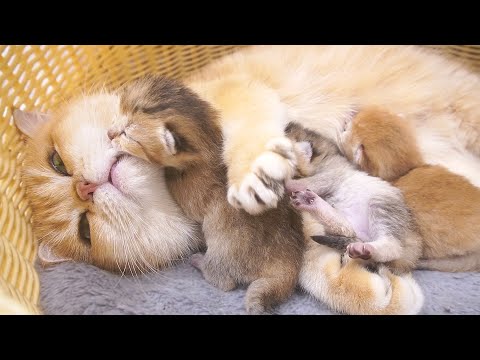 The kitten is adorable as it clumsily searches for a place to sleep