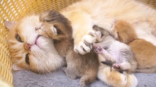 The kitten is adorable as it clumsily searches for a place to sleep