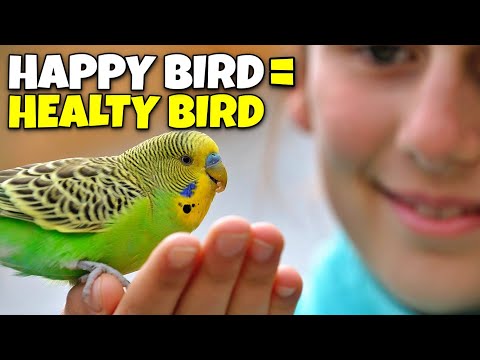 How to Keep Your bird Happy AND Healthy?