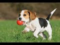 Choosing Captions for Photos