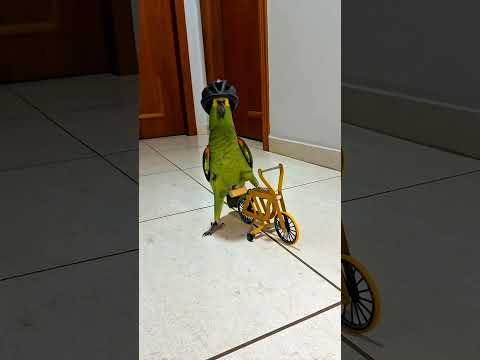 Cycling parrot #birds #cycling #cyclist #bike #bicycle #bikelife #parrot #parrots #pets #animals
