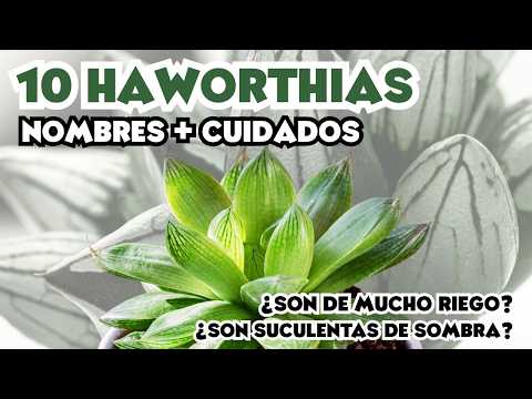 HAWORTHIAS: Nombres + Cuidados