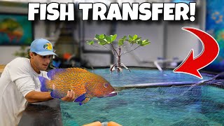 Transferring My EXOTIC FISH To His DREAM POND!! 