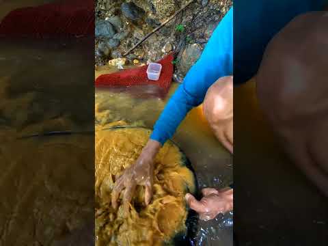 I found a golden trail in a small river #viralshort #goldhunter