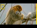 Golden Snub-Nosed Monkeys Behavior and Habitat