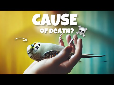 What's KILLING Your Budgie? Top Causes Revealed