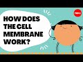Exploring Cell Membrane Properties Through Detergent Insights