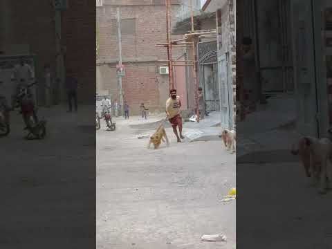 Lion And Dog Fight#lion #shots #attack #Usama's Tigers
