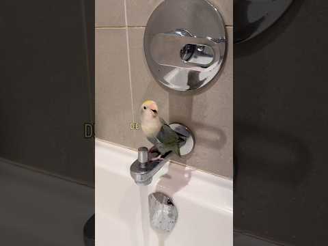 I made her the worst bath ever apparently #tiktok #birds #funnyanimals #funnypets #funny #tiktokers