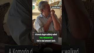 Komodo Dragon Walks Into a Restaurant and Tries to Steal Lunch