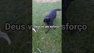 #motivacional #shortyoutube #fazenda #fe