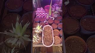 START YOUR SPRING CANTAINER GARDEN... LIKE YESTERDAY