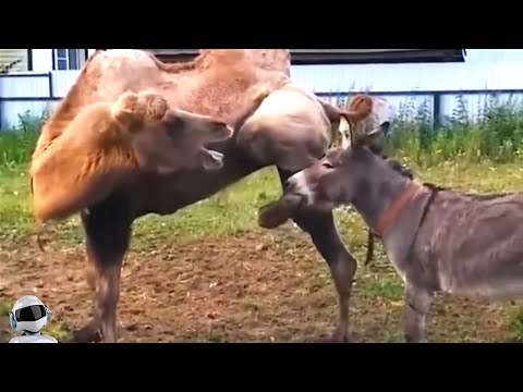 Осёл Сошёл с Ума / Случаи с Животными Снятые на Камеру