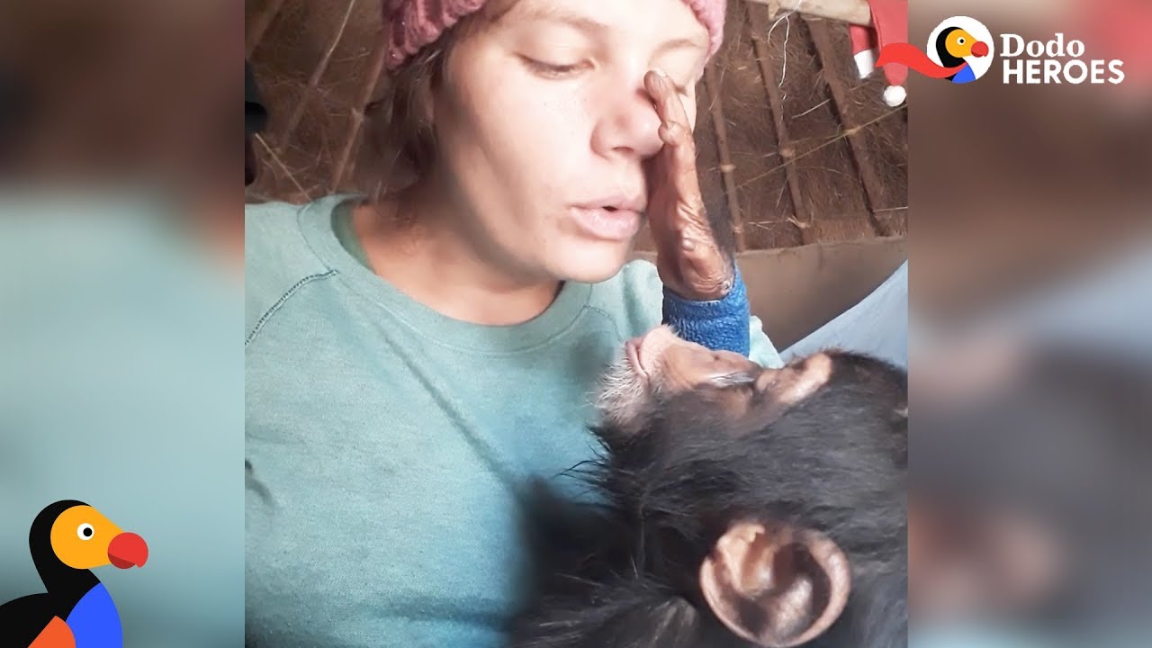 Woman Helps Scared Baby Chimp Feel Safe Again Dodo Heroes