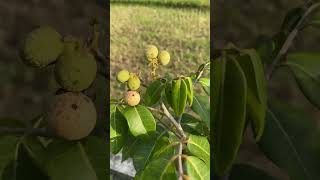 Bukan sembarang cabe