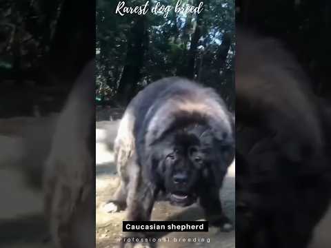 The WORLD'S RAREST💸🫰 & DEADLIEST Dog Breed?! (Aggressive?)