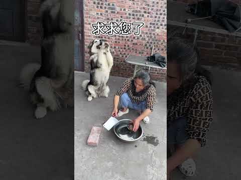 狗子：奶奶有點愛，但不多?#萌寵 #梁彬家的汪星人 #shorts #阿拉斯加