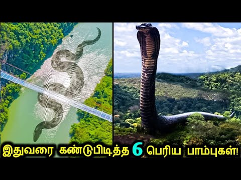 இதுவரை கண்டுபிடிக்கபட்ட உலகின் மிகப்பெரிய 6 மர்மமான பாம்புகள்! |Mysterious Snakes & Strangest Things