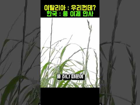 5년만에 개발한 풀 하나 때문에 난리난 이탈리아 상황