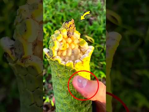 This Fruit 🍍 Tastes Like Pineapple Banana Strawberry অদ্ভুত 😱 Monstera #Shorts #facts #viralshorts