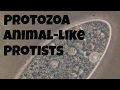 Protozoans: Characteristics and Classification