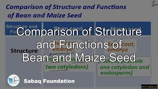 Comparison of Structure and Functions of Bean and Maize Seed