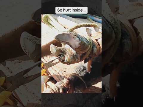 so hurt inside?? #viral #hoof #horsecare #cow #feedthem #hoofpicking #horsefarrier #hunger #like