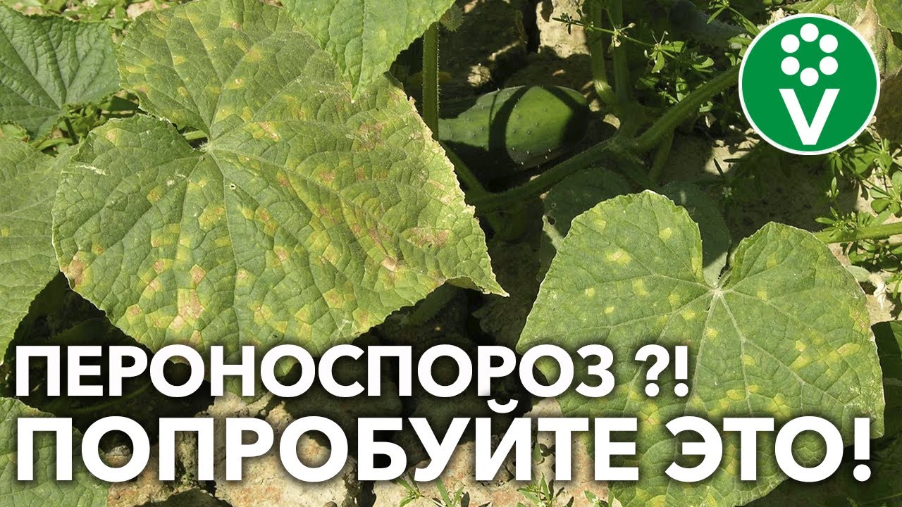 Как не допустить появления пероноспороза на огурцах!