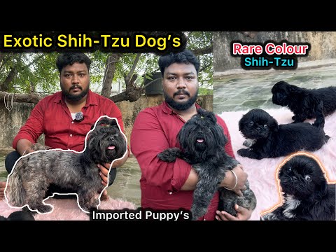 💥இவன பார்த்தாலே🥰புடிக்கும் | Shih-Tzu Dog farm | Exotic colour shihtzu puppy's 🐶| Chennai pet farm