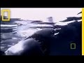 Great White Sharks: Understanding the Sea's Apex Predator