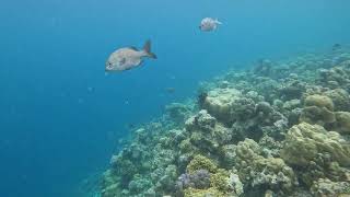 Dhigali House Reef Diving