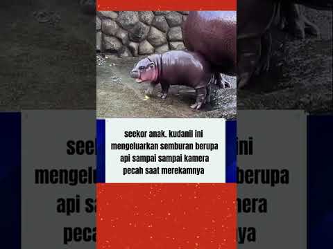 kudanil ongkek