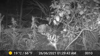 Red Fox Kit Meets Skunk in PEI Canada Part 3