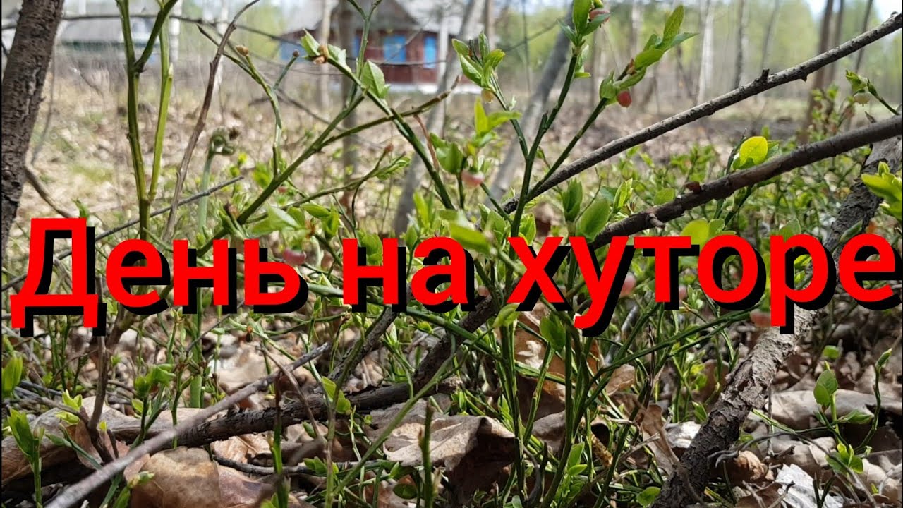 Как проходит день на черничном хуторе? Что завтракают хуторяне? Почему хутор назван черничным?