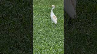 August 2026: Kuhreiher in Port Harcourt part 2 #MichaelTomczak #Südnigeria#Kuhreiher