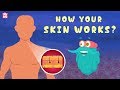 Exploring the Functions of Your Skin