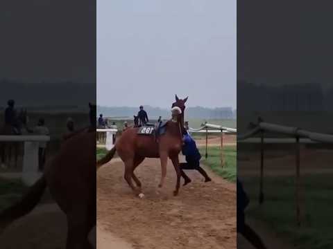 عندما يغضب الحصان