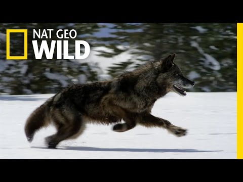 Hunting With the Dark Wolf | Wild Yellowstone