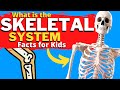Exploring the Skeletal System and Bone Facts