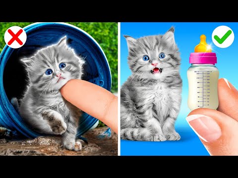 😳 ¡Pobre gatito necesita ser rescatado! Gadgets imprescindibles para dueños de mascotas